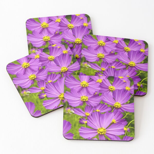 Item preview, cosmos bipinnatus - beautiful decoration of our gardens designed and sold by Rostislav Bouda.