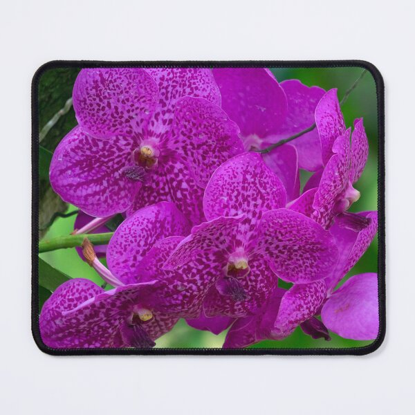 Item preview, closeup of pink orchids designed and sold by likbatonboot.