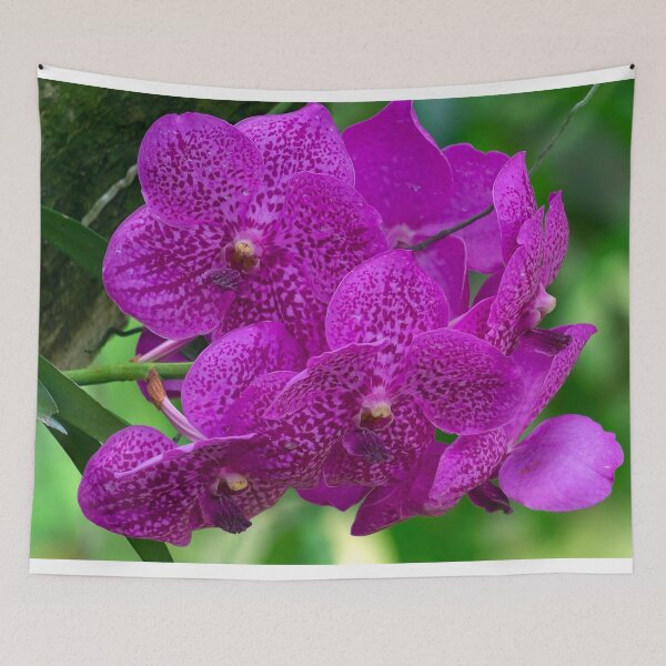 Artikelvorschau, Nahaufnahme von rosa Orchideen entworfen und verkauft von likbatonboot.