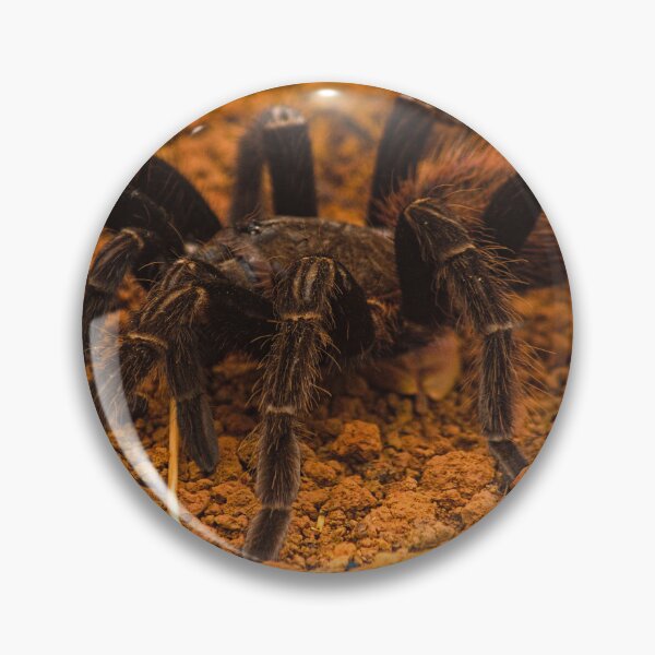 Item preview, cla tarantula designed and sold by pcfyi.