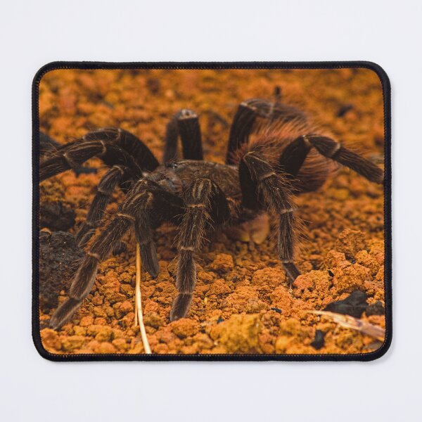 Item preview, cla tarantula designed and sold by pcfyi.