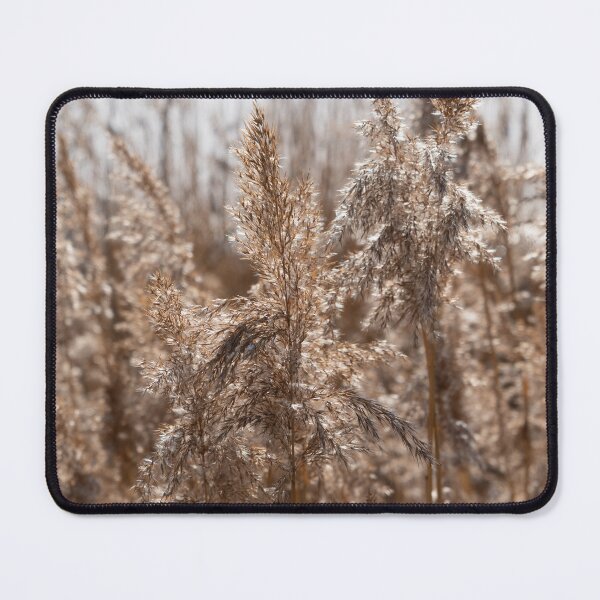 Item preview, Pampas grass on the shore of a lake 3 designed and sold by Heidemüllerin.
