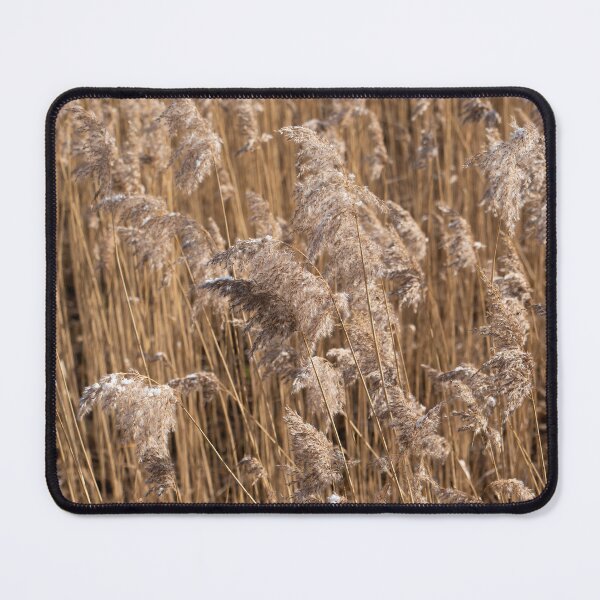 Item preview, Pampas grass on the shore of a lake 2 designed and sold by Heidemüllerin.