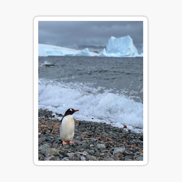 Item preview, Gentoo Penguin - Cuverville Island, Antarctica designed and sold by Skulltech.
