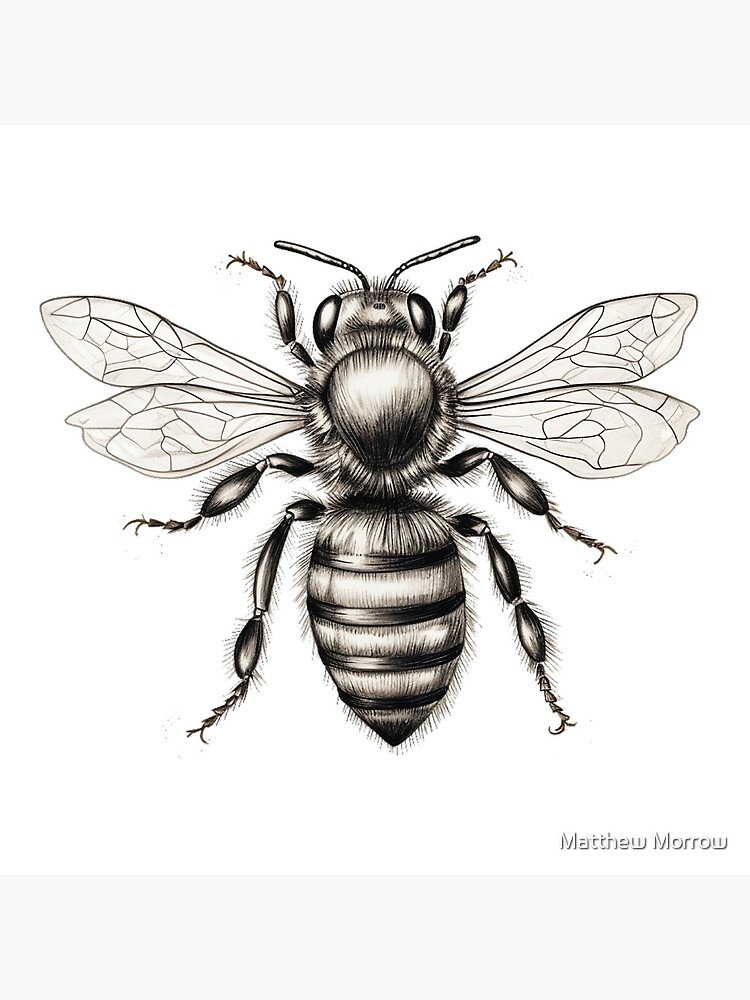 Honey Bee Sketch