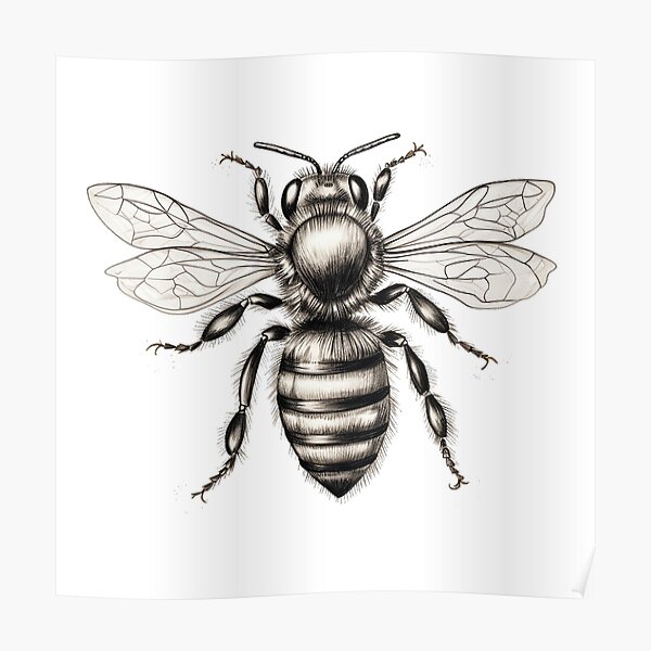 Bee drawing Vectors  Illustrations for Free Download  Freepik