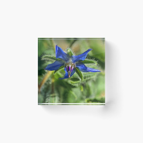 Item preview, Blue Starflower designed and sold by alanathrower.