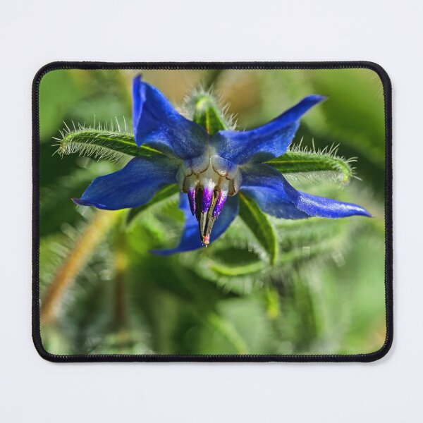 Item preview, Blue Starflower designed and sold by alanathrower.
