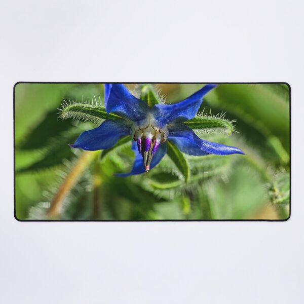 Item preview, Blue Starflower designed and sold by alanathrower.