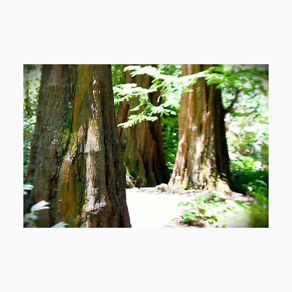Item preview, Redwood Forrest designed and sold by savapavo.