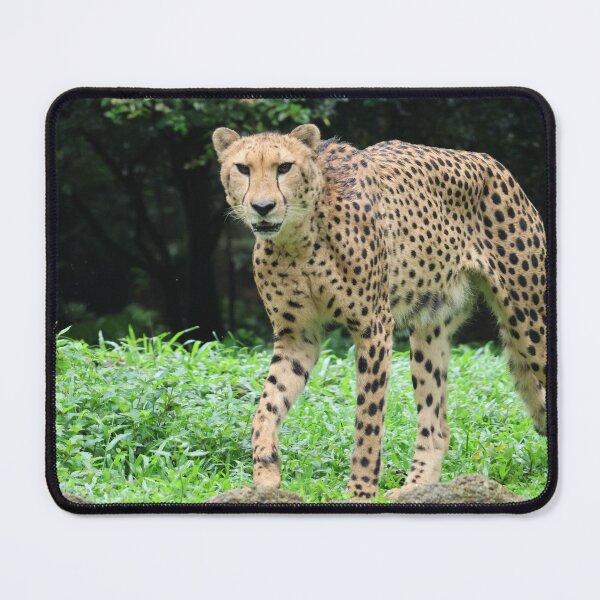 Item preview, Cheetah designed and sold by LeanneAllen.