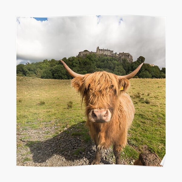 Stirling Castle Highland Cattle Hires Stock Photography And Images