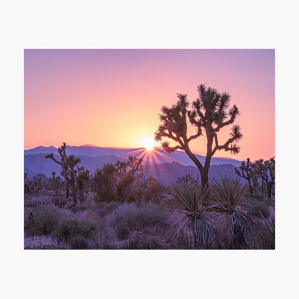 Item preview, Joshua Tree Sunset - Nature Landscape designed and sold by She Explores The USA.