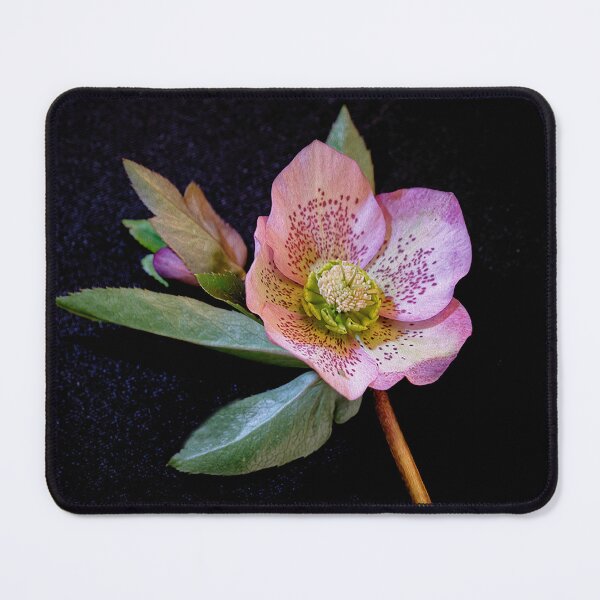 Item preview, Hellebore designed and sold by Pauline Tims.