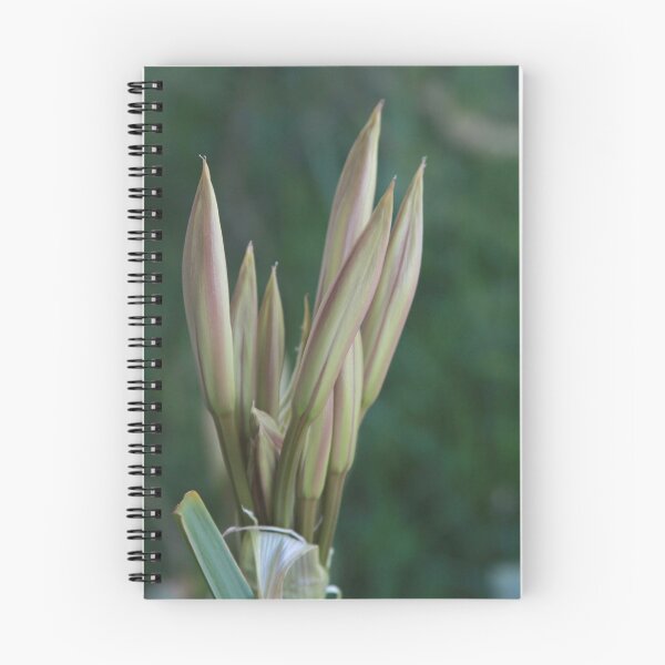 Item preview, Daylily Buds designed and sold by Robert Armendariz.
