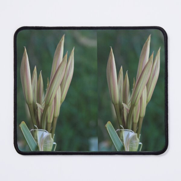 Item preview, Daylily Buds designed and sold by Robert Armendariz.