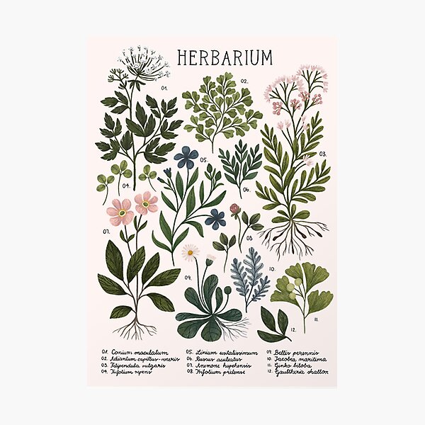 Item preview, Herbarium ~ vintage inspired botanical art print  designed and sold by lauragreenee.