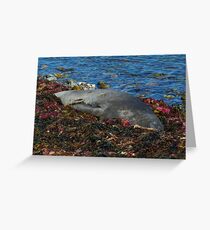 Lazin on a Sunny Afternoon Greeting Card
