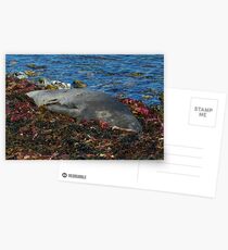 Lazin on a Sunny Afternoon Postcards