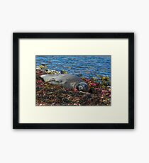 Lazin on a Sunny Afternoon Framed Print