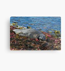 Lazin on a Sunny Afternoon Metal Print