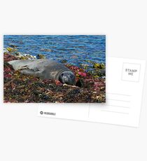 Lazin on a Sunny Afternoon Postcards