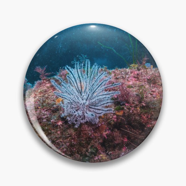 Item preview, a white feather star on the rock designed and sold by tank200bar.