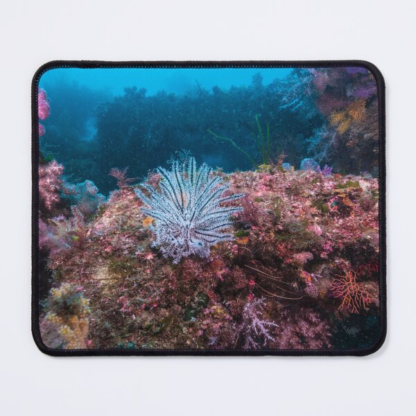 Item preview, a white feather star on the rock designed and sold by tank200bar.