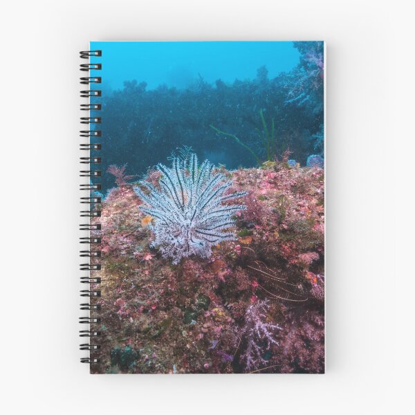 Item preview, a white feather star on the rock designed and sold by tank200bar.