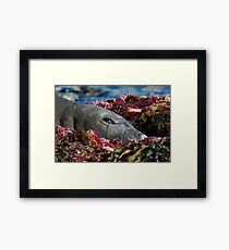Lazin on a Sunny Afternoon Framed Print