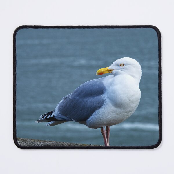 Item preview, Herring gull designed and sold by days-photographic.