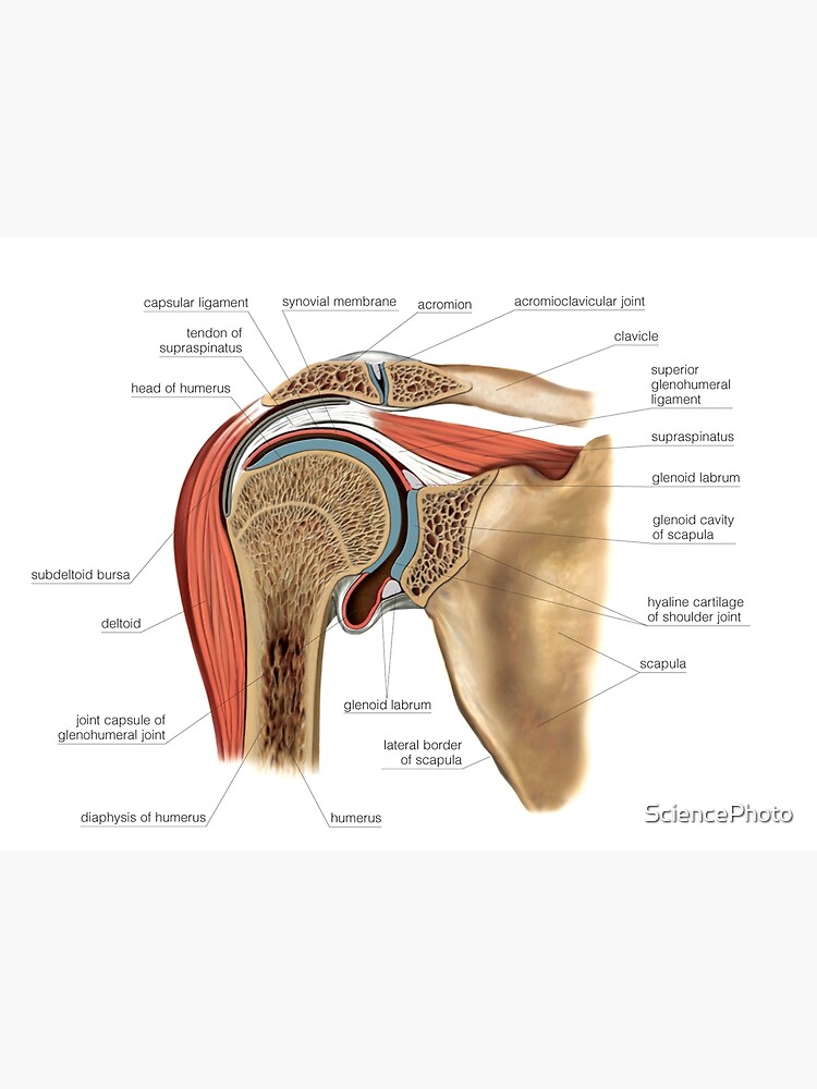 Shoulder joint, artwork (C021/1199) Poster