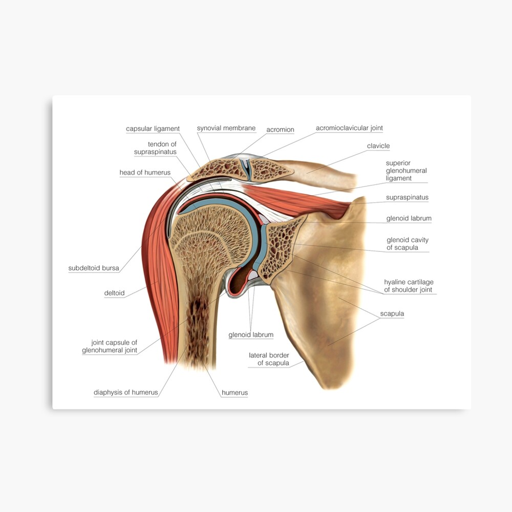 Shoulder joint, artwork (C021/1199) Poster