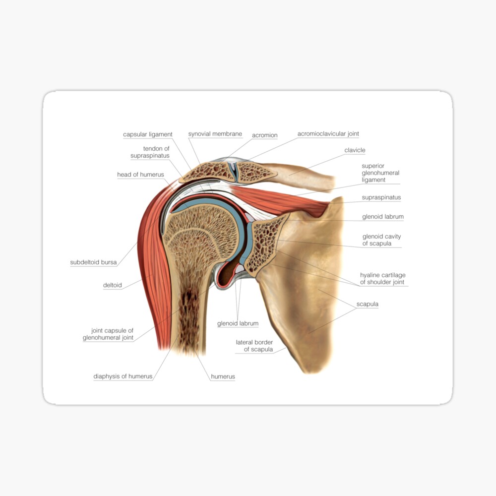 Shoulder joint, artwork (C021/1199) Poster