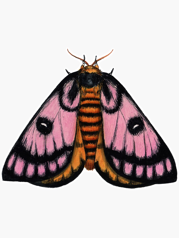 Cecropia Moth Sticker – TeaToucan