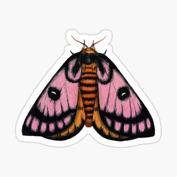 Polyphemus Moth Sticker — Andrea Dingeldein