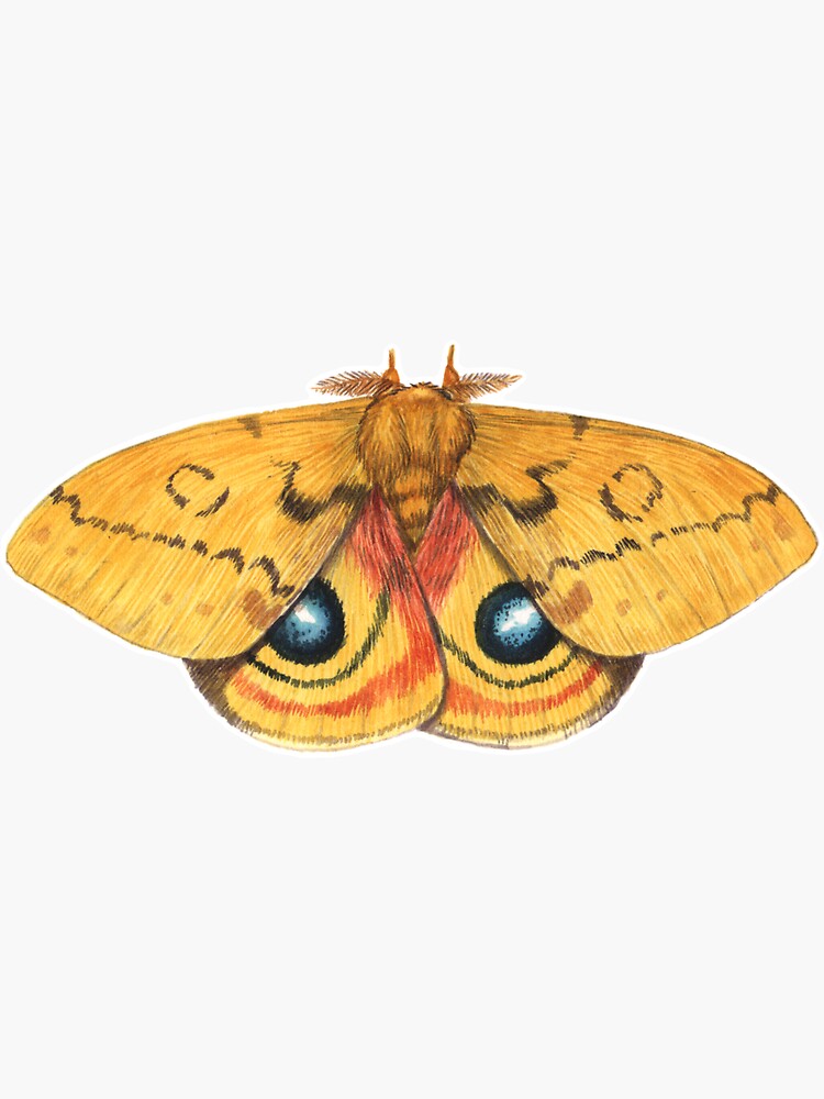 Io Moth Sticker