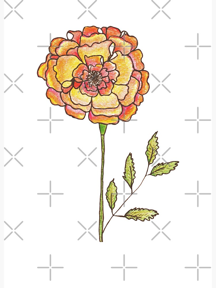 Marigold Flower Clipart Illustrations Graphic by irinka.dimkovna · Creative  Fabrica