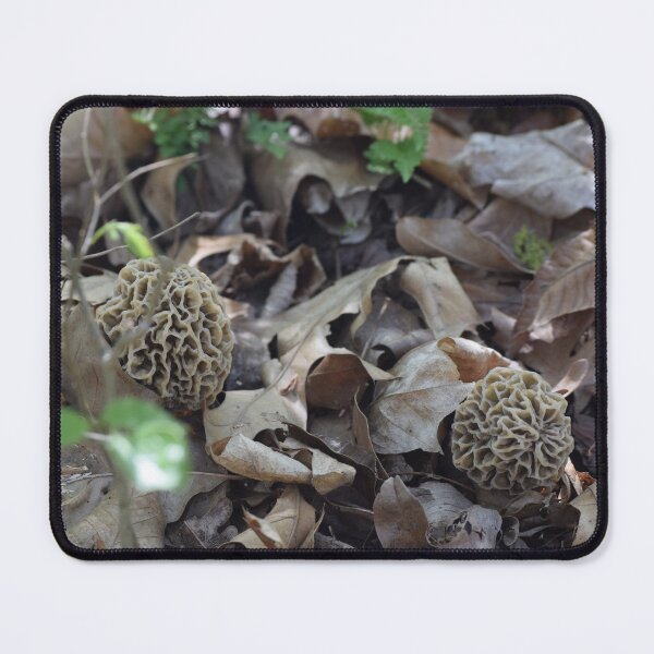 Item preview, Giant Gray Morel Mushrooms Growing out of Leaf Litter in the Woods designed and sold by Anthony Ryan Parrish.