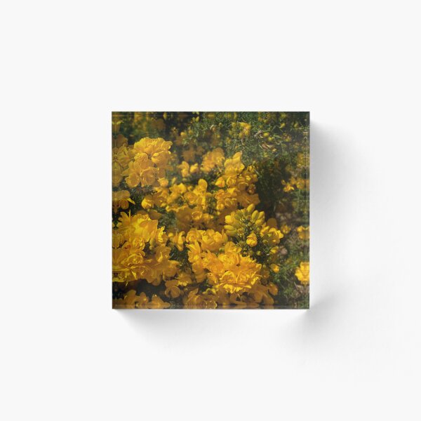 Item preview, The Gorse has flowered designed and sold by Paddyb17.