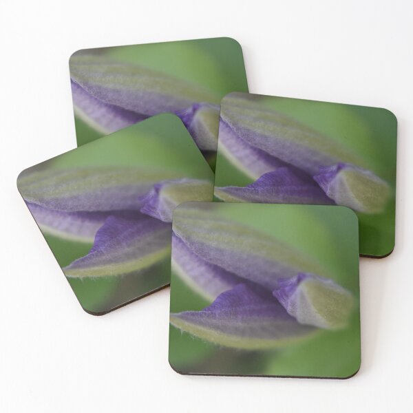 Item preview, Clematis about to open designed and sold by Tonia Delozier's Photography .