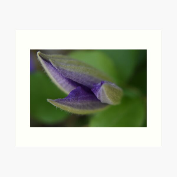 Clematis about to open Art Print