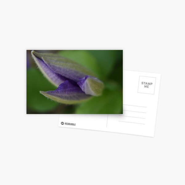 Item preview, Clematis about to open designed and sold by Tonia Delozier's Photography .