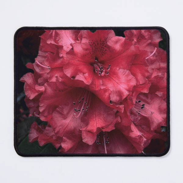 Item preview, First Rhody designed and sold by Steve Walser.