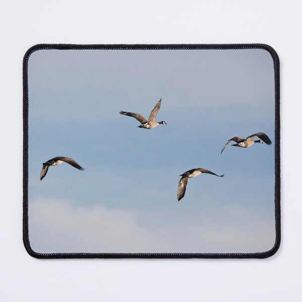 Item preview, Flock of Canadian geese flying designed and sold by KRFNatureGifts.