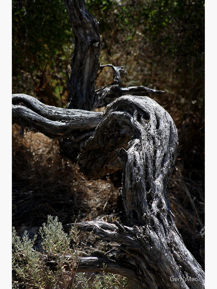 Thumbnail 3 of 3, Poster, Gnarled designed and sold by GerryMac.