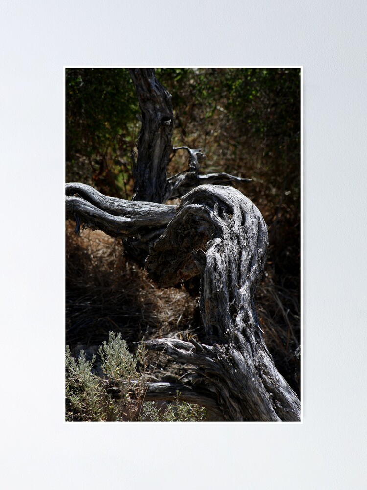 Thumbnail 1 of 3, Poster, Gnarled designed and sold by GerryMac.
