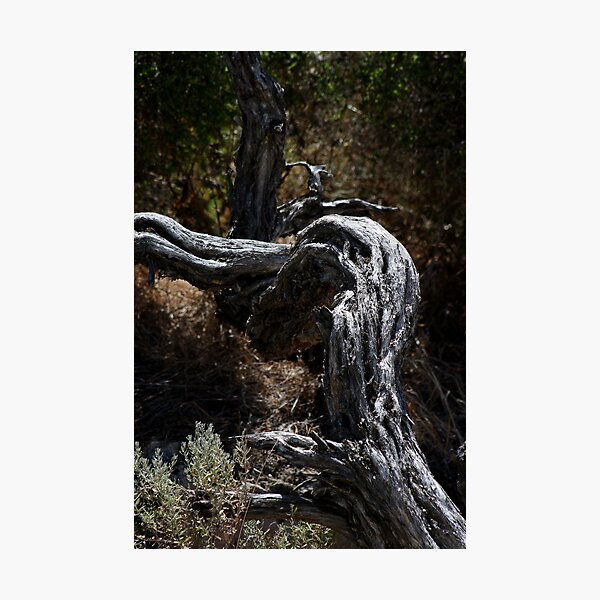 Item preview, Gnarled designed and sold by GerryMac.