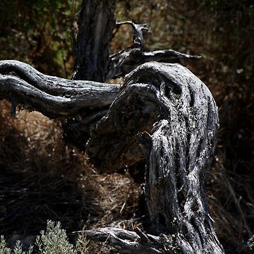 Artwork thumbnail, Gnarled by GerryMac
