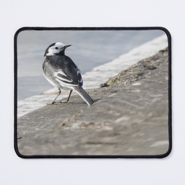 Item preview, Pied Wagtail designed and sold by LaurenTucker.
